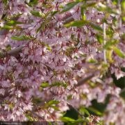 Cherry, Pink Snow Showers #15